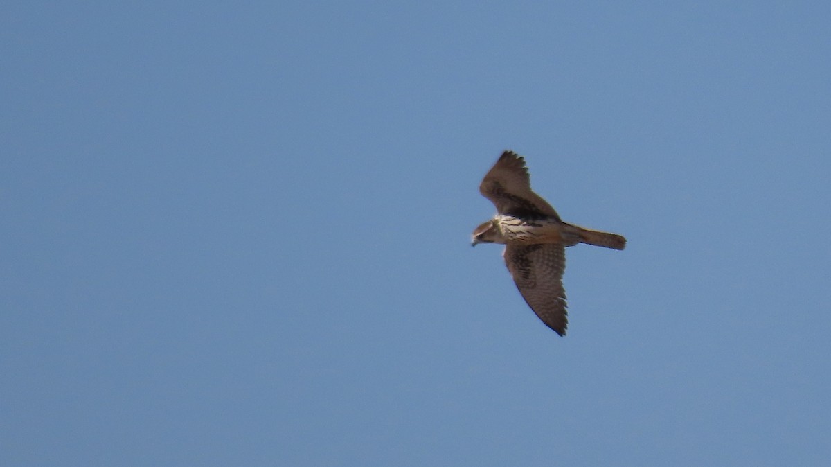 Prairie Falcon - ML623852842