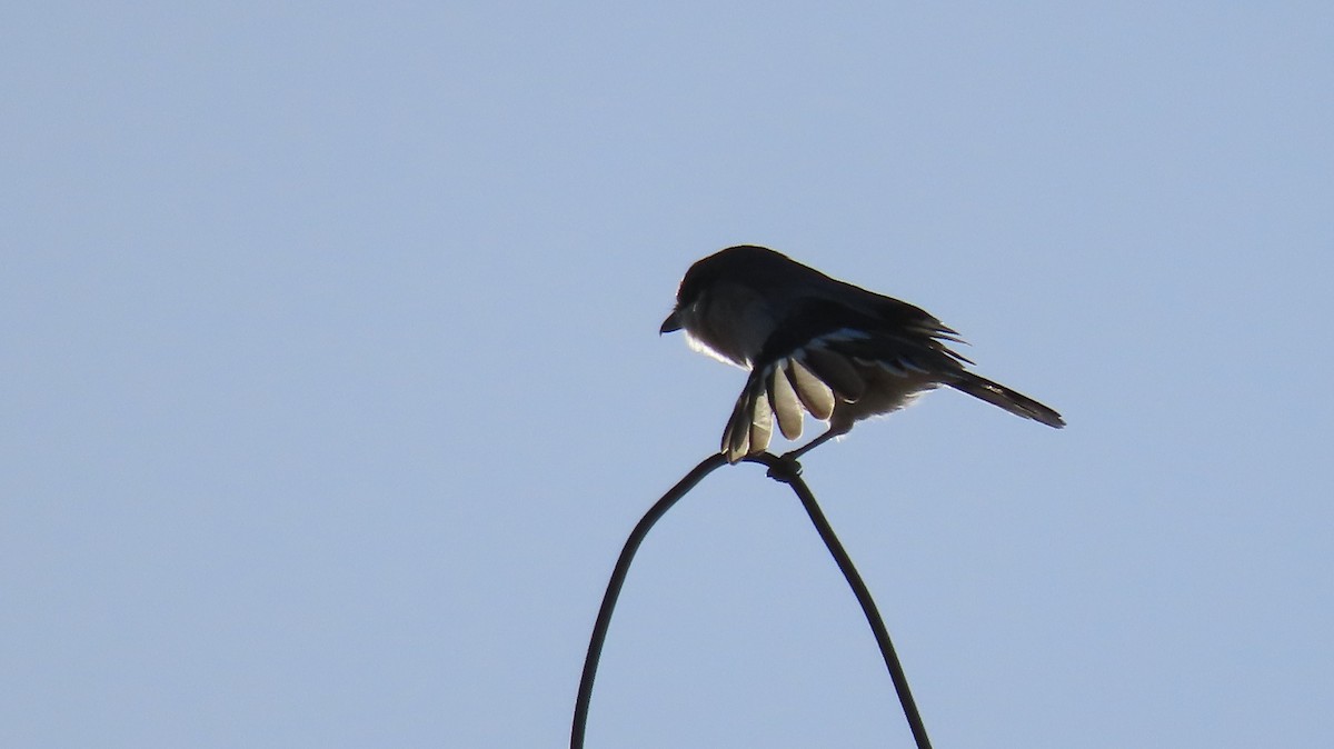 Loggerhead Shrike - ML623852848