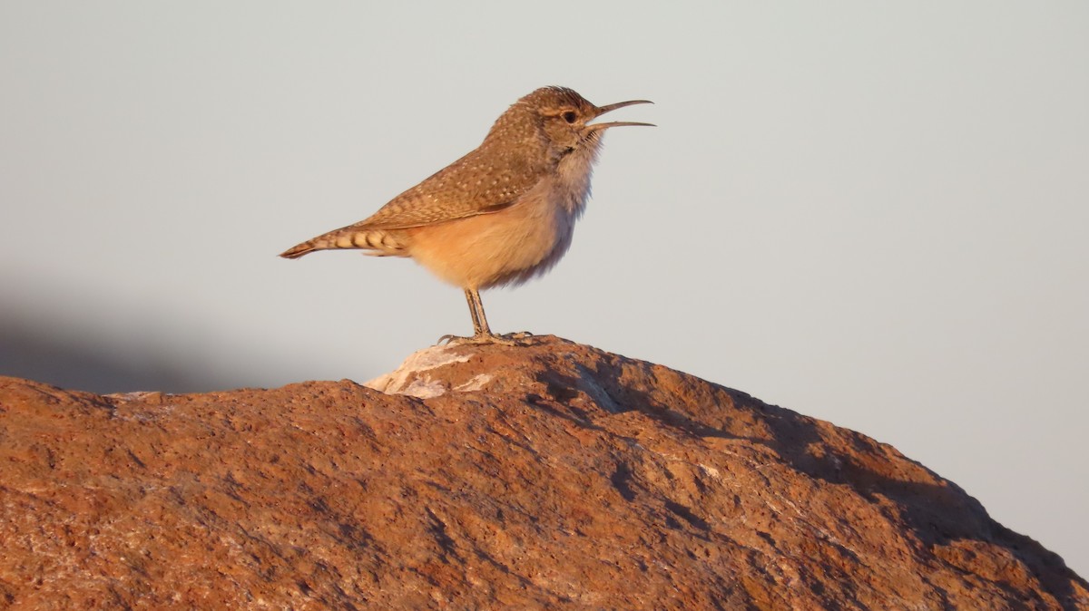 Rock Wren - ML623852854