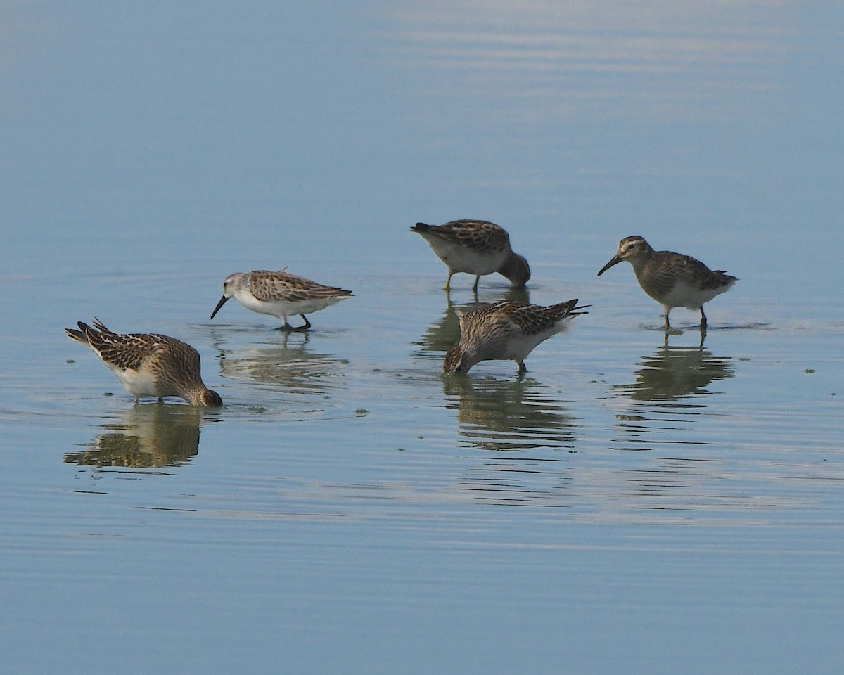 Орог элсэг - ML623852863