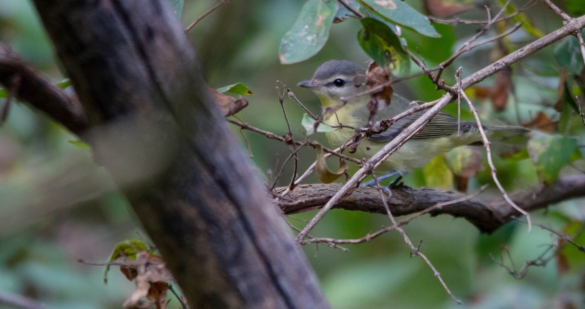 Philadelphia Vireo - ML623852872