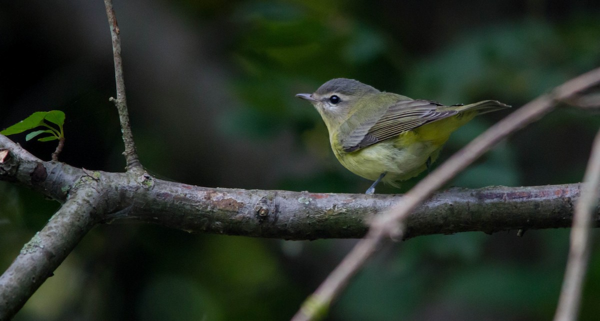 Philadelphia Vireo - ML623852873