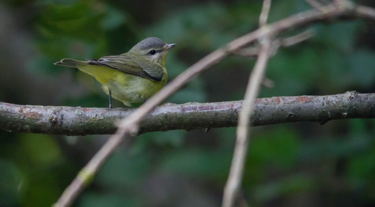 Philadelphia Vireo - ML623852875