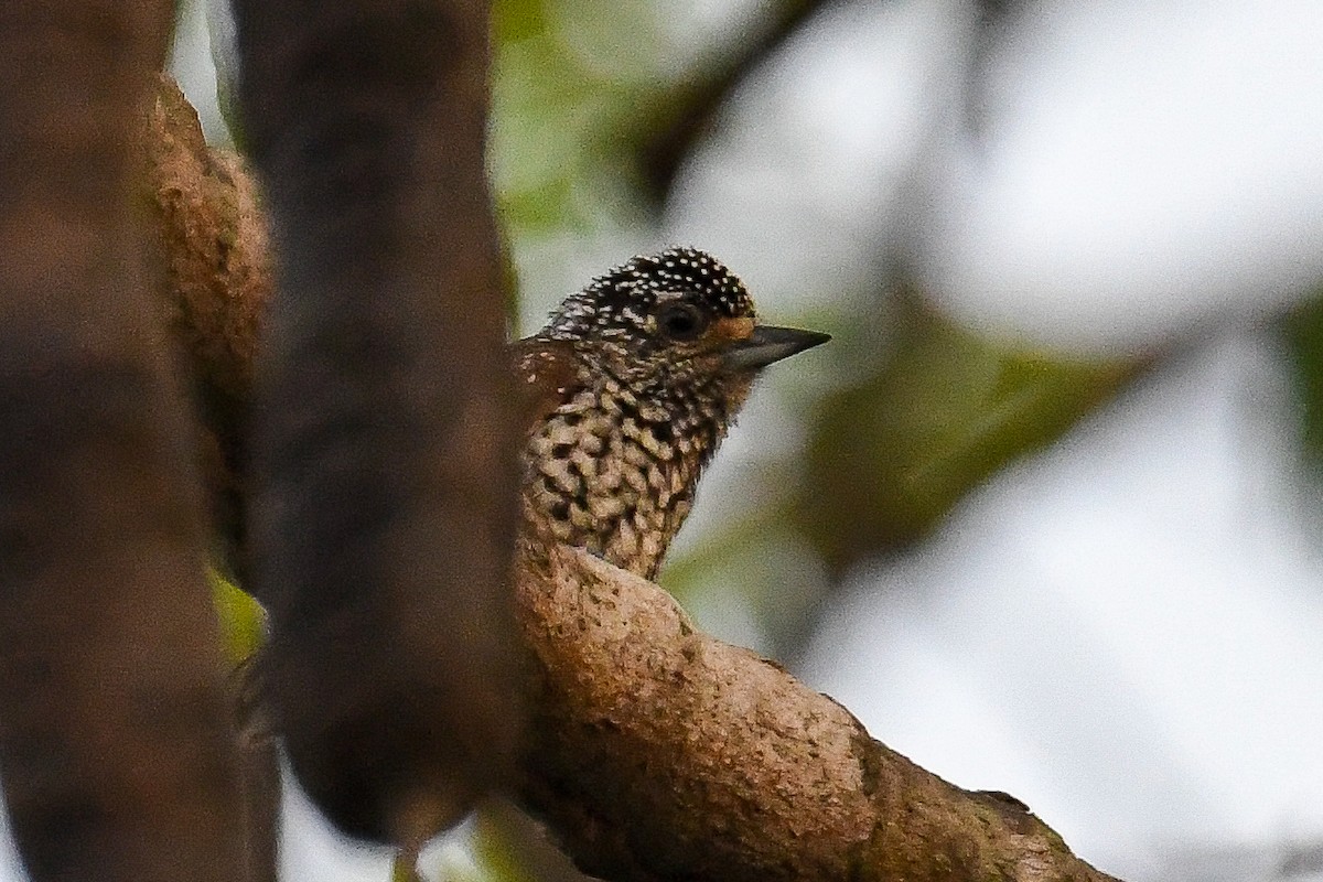 White-wedged Piculet - Bill Asteriades