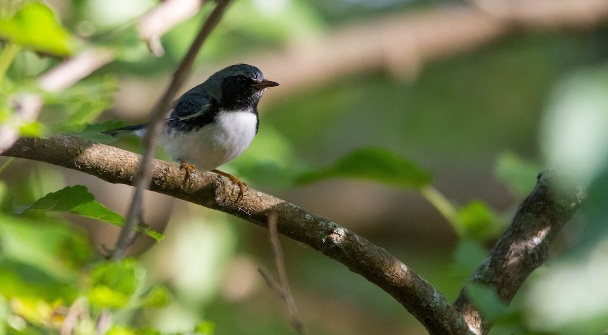 Black-throated Blue Warbler - ML623852885