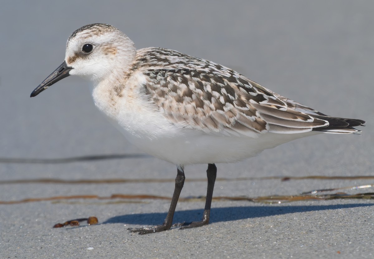 Sanderling - ML623852892