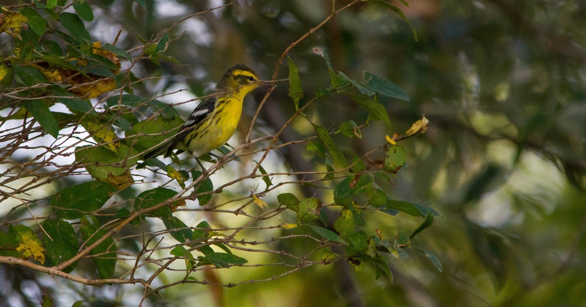 Blackburnian Warbler - ML623852893