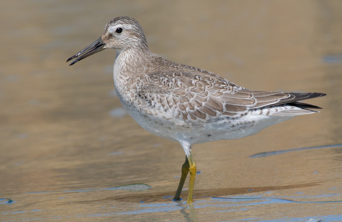 Red Knot - Mark Chappell