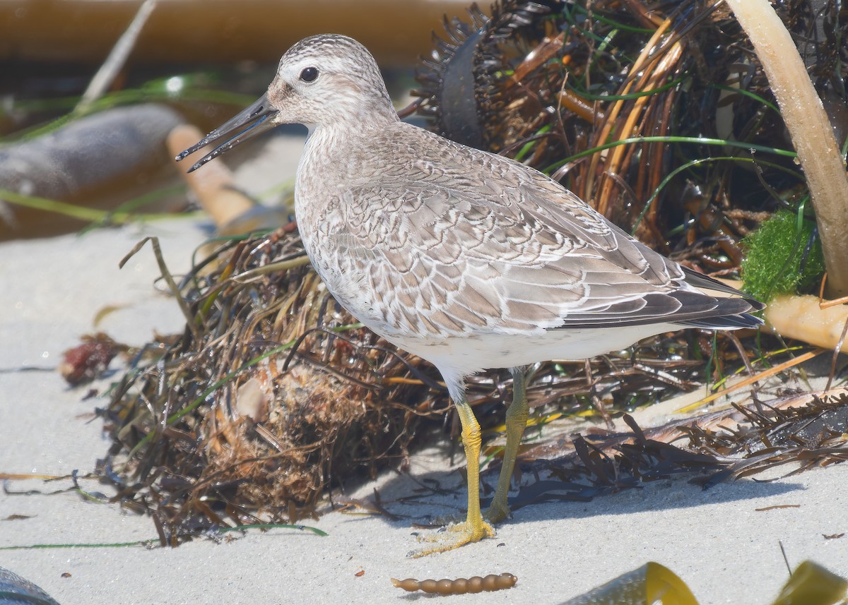 Red Knot - Mark Chappell