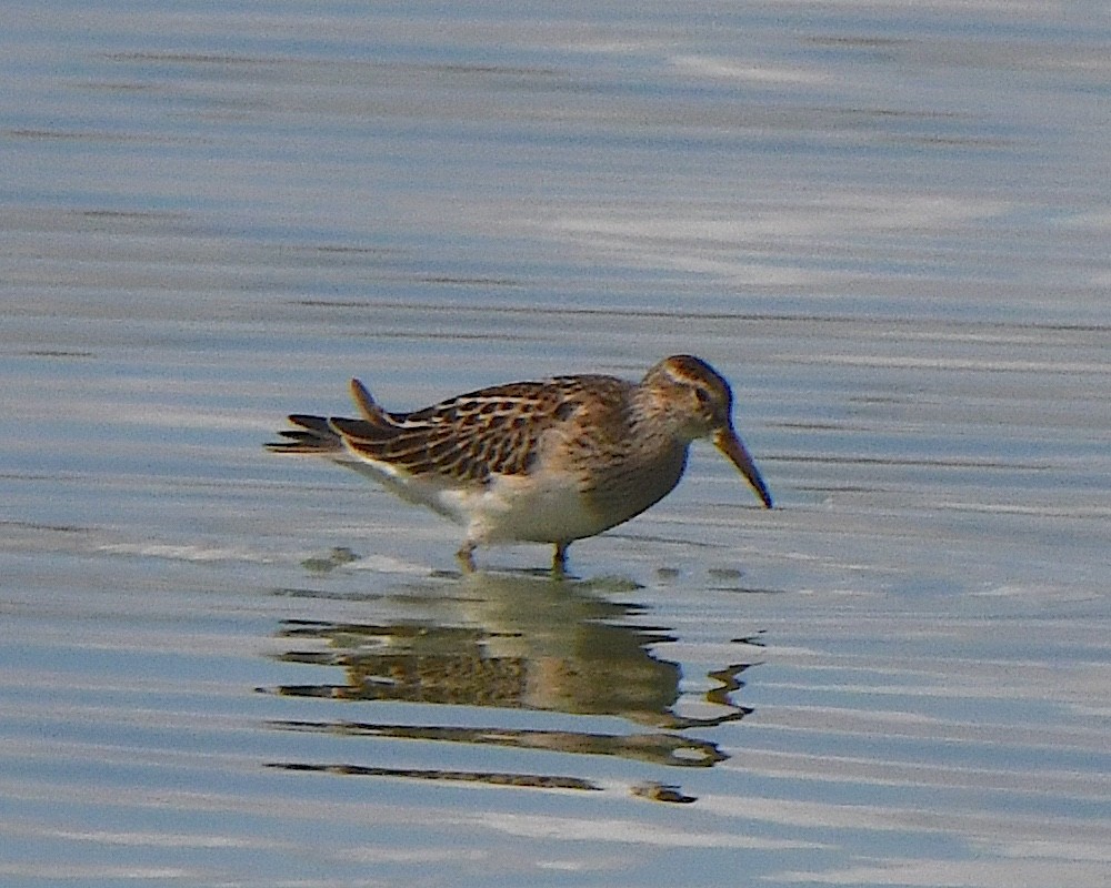 Орог элсэг - ML623852913