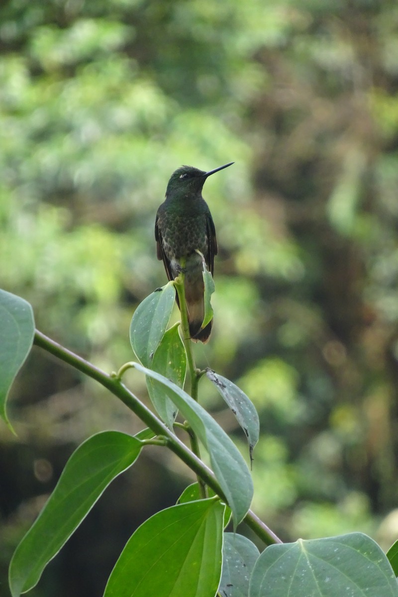 Buff-tailed Coronet - Faelle Harvey