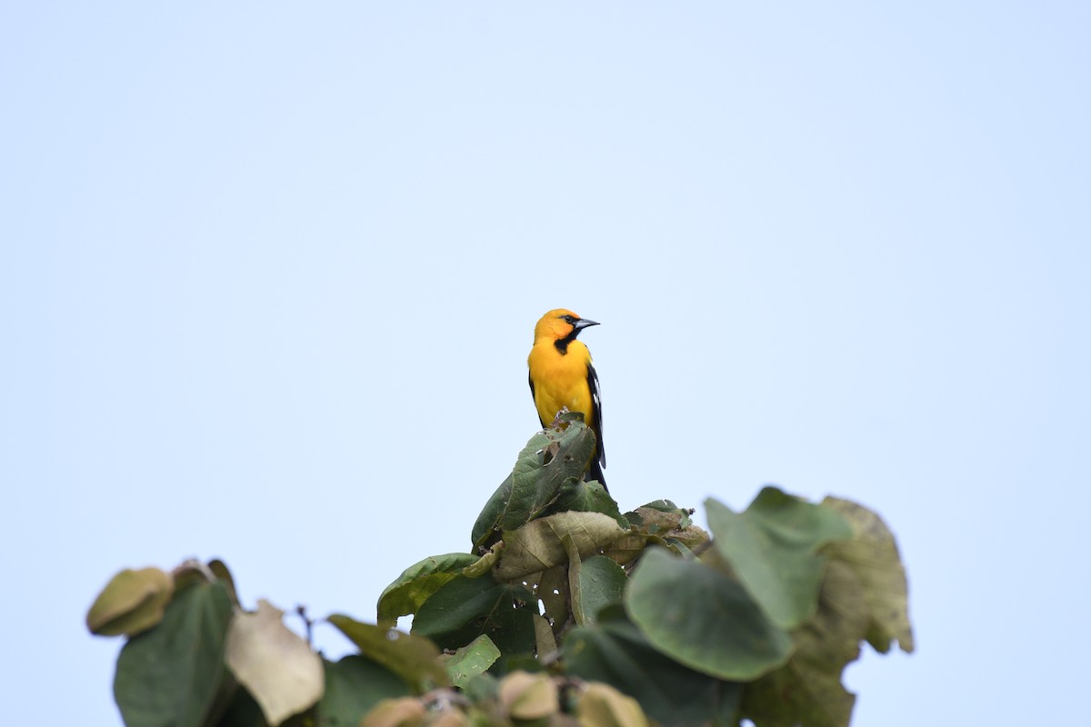 Streak-backed Oriole - ML623852920