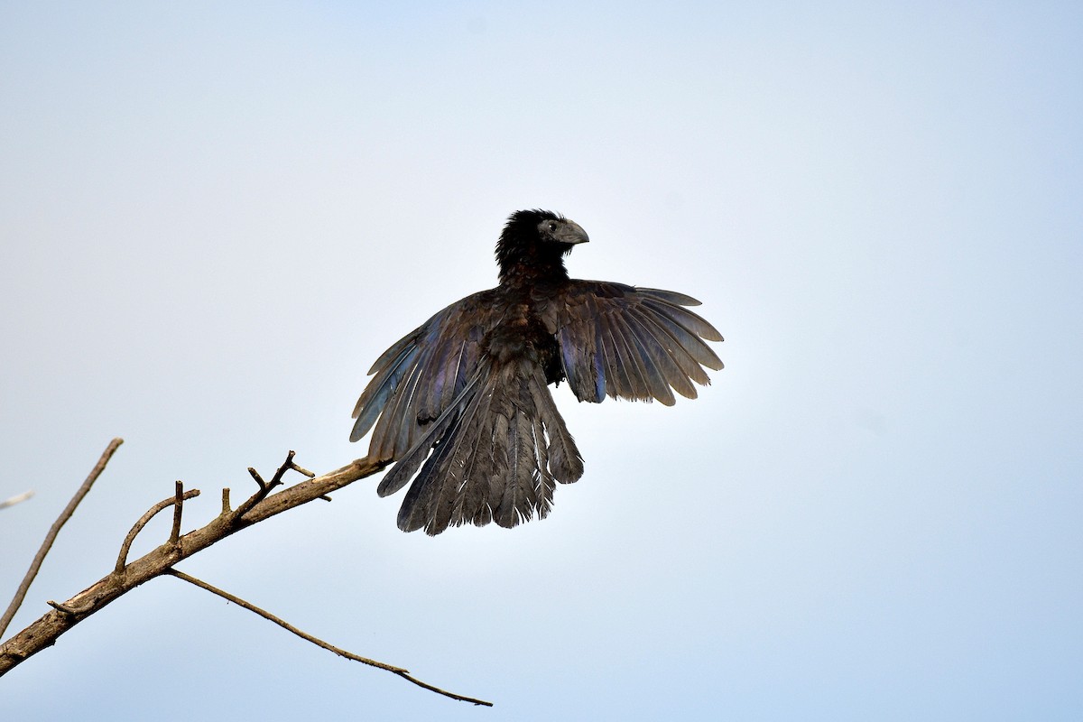 Groove-billed Ani - ML623852960