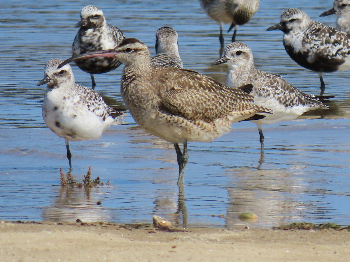 Whimbrel - ML623852965