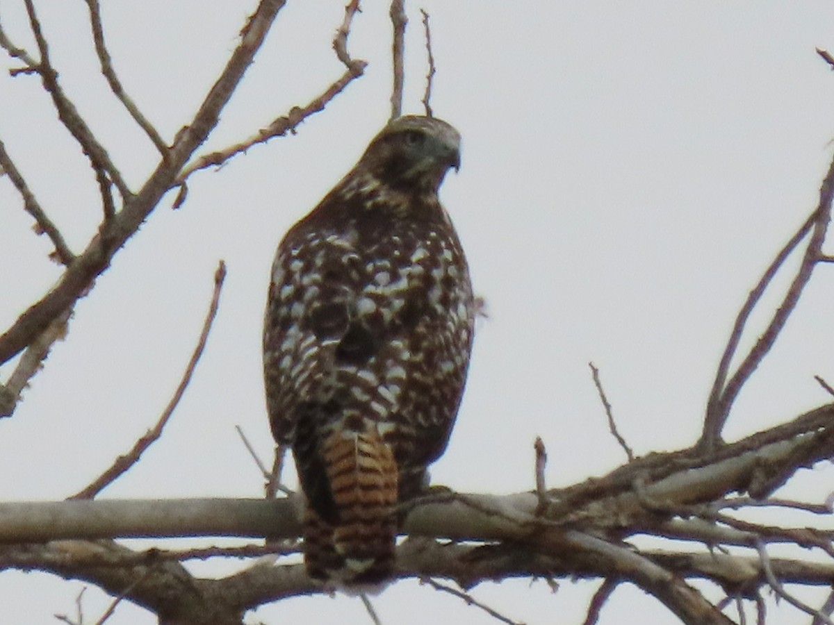 Red-tailed Hawk - ML623852995