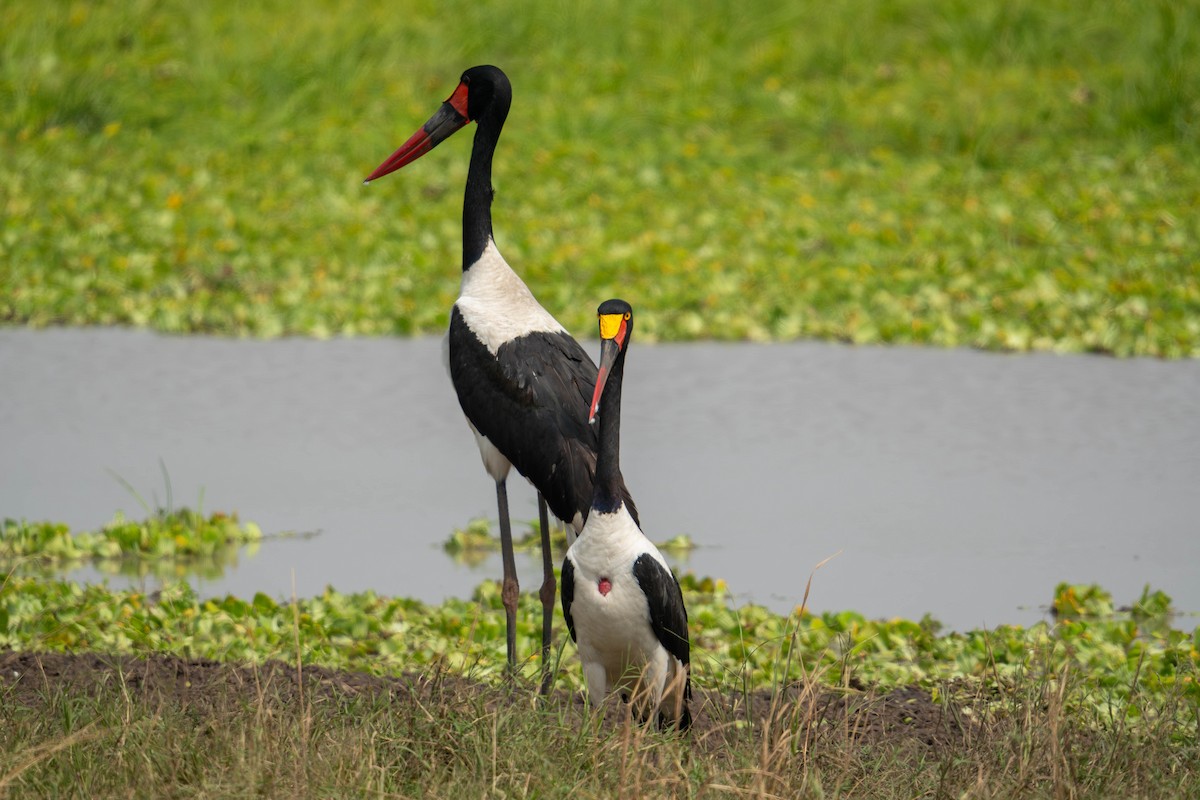 Jabiru d'Afrique - ML623853011