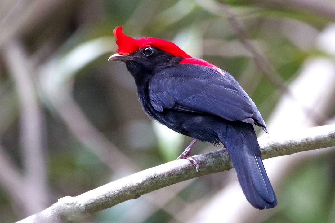 Helmeted Manakin - ML623853017