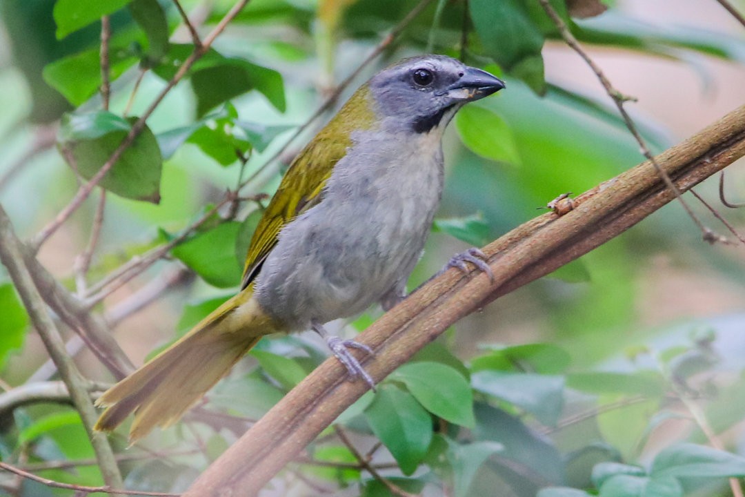 Buff-throated Saltator - ML623853030