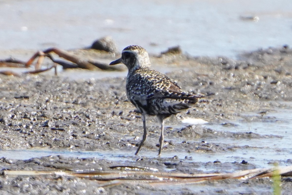 Pacific Golden-Plover - ML623853056