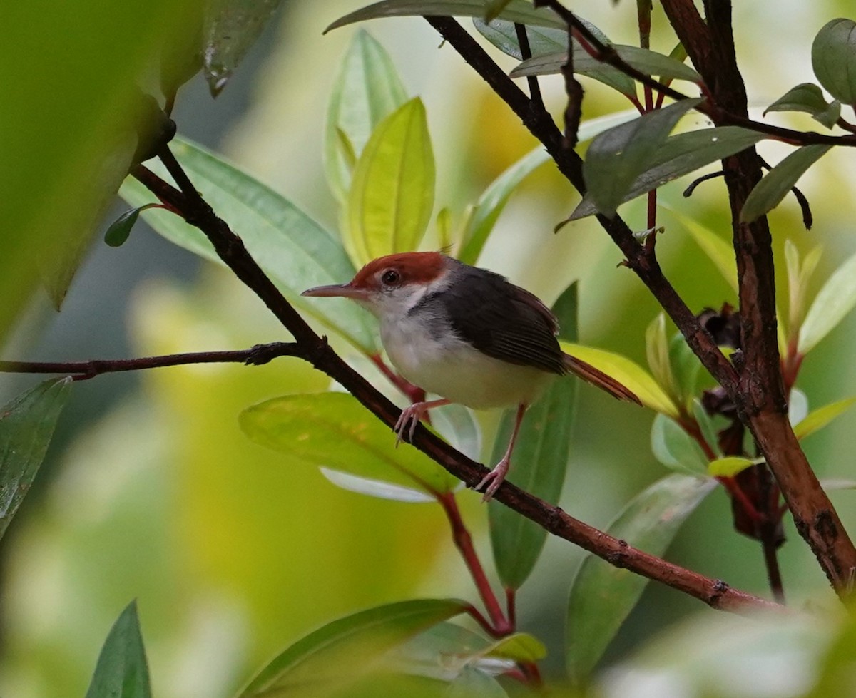 Rufous-tailed Tailorbird - ML623853091