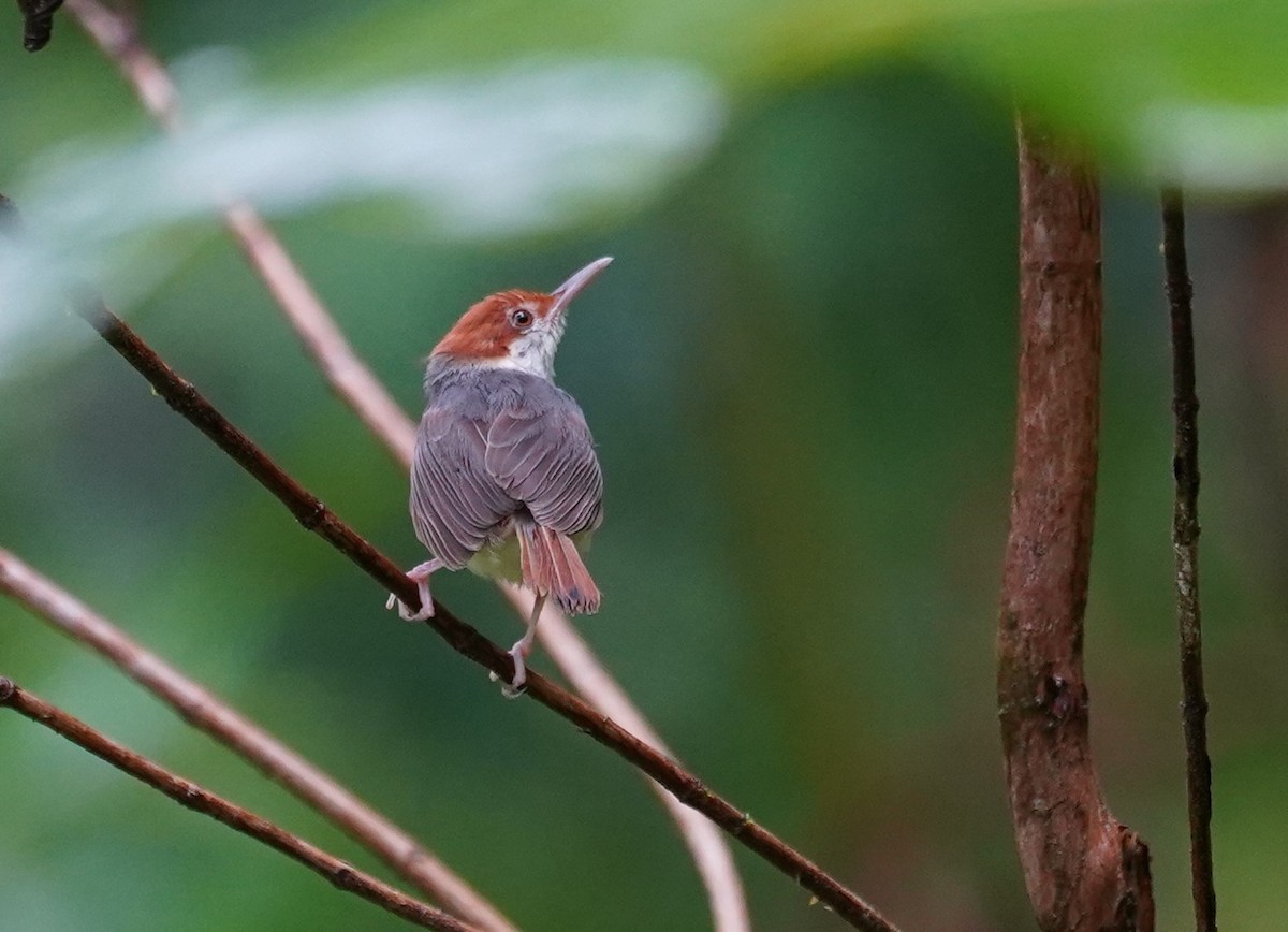 Rufous-tailed Tailorbird - ML623853092