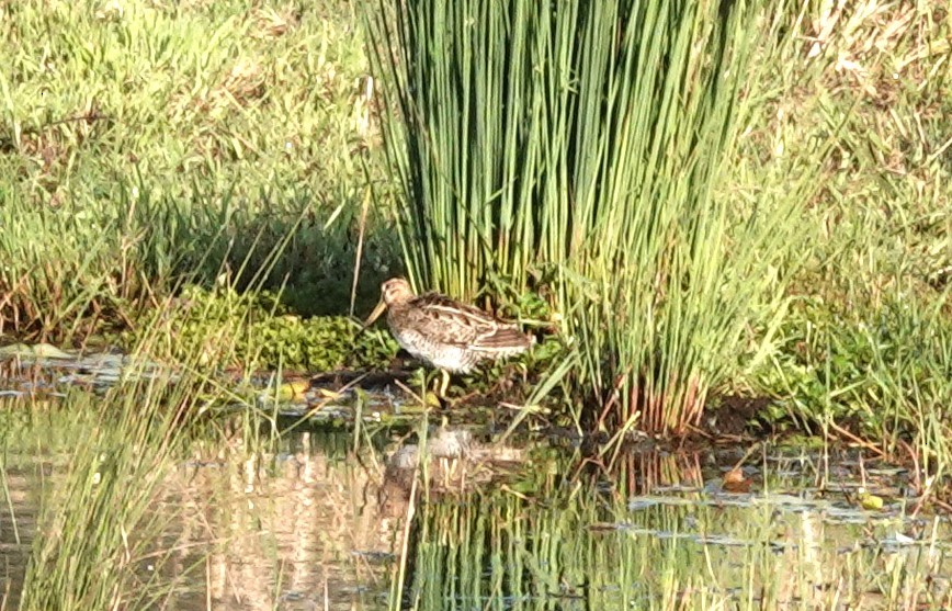 Latham's Snipe - ML623853100