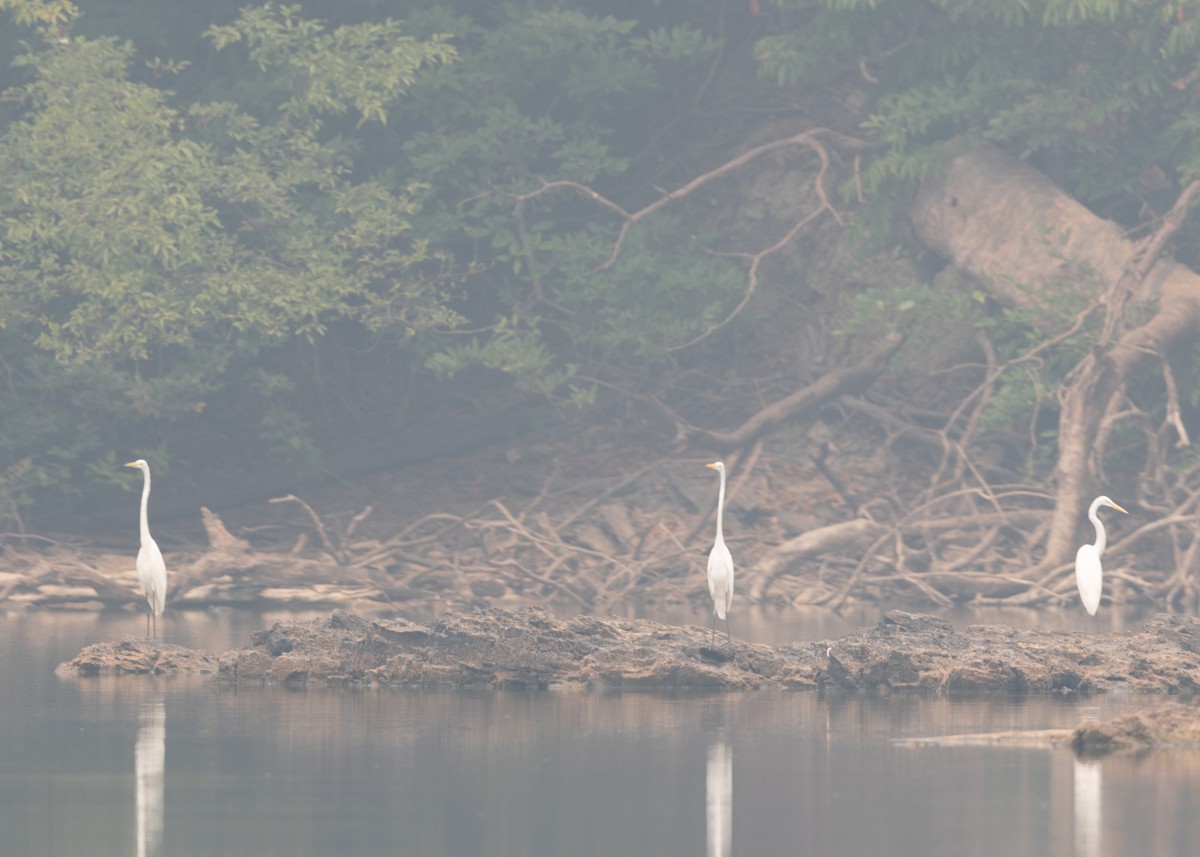 Большая белая цапля (egretta) - ML623853119