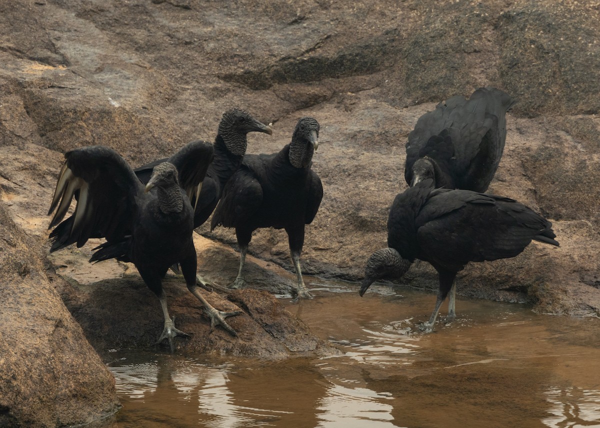 Black Vulture - ML623853125