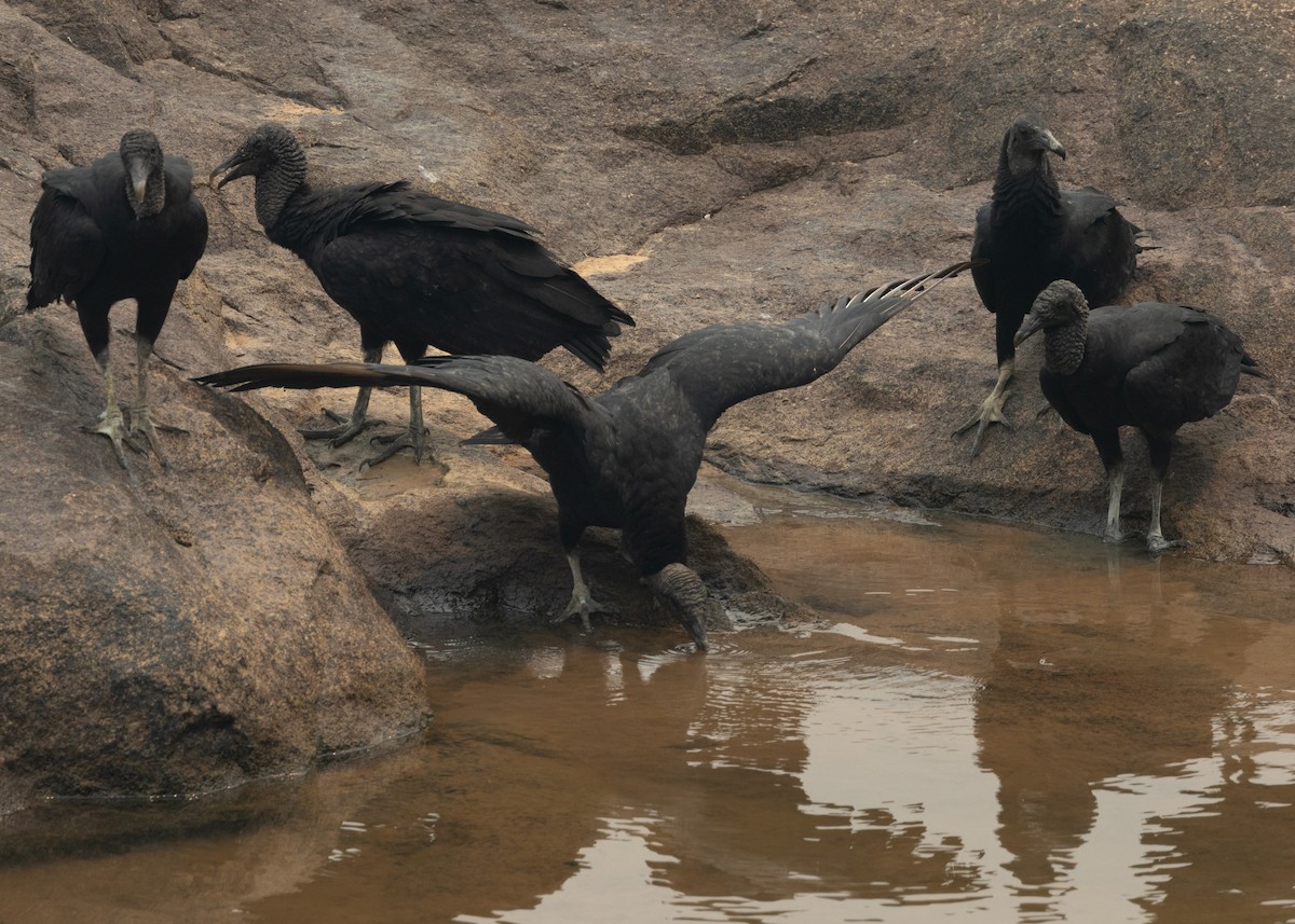 Black Vulture - ML623853126