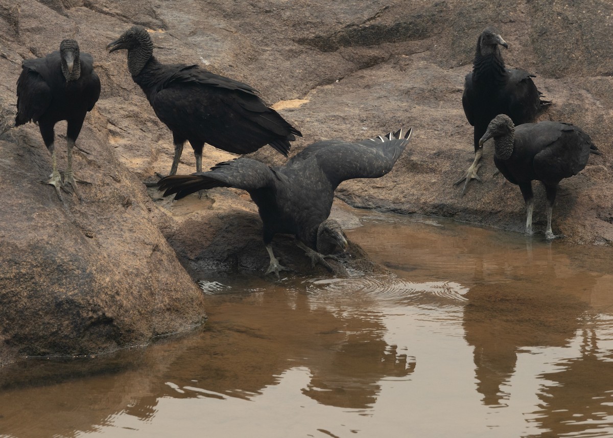 Black Vulture - ML623853127