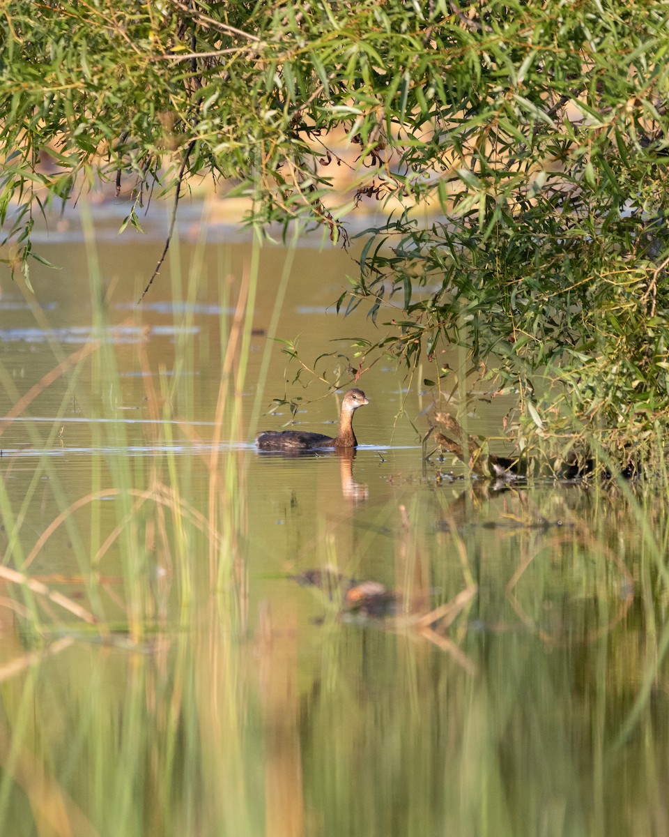 Pied-billed Grebe - ML623853186