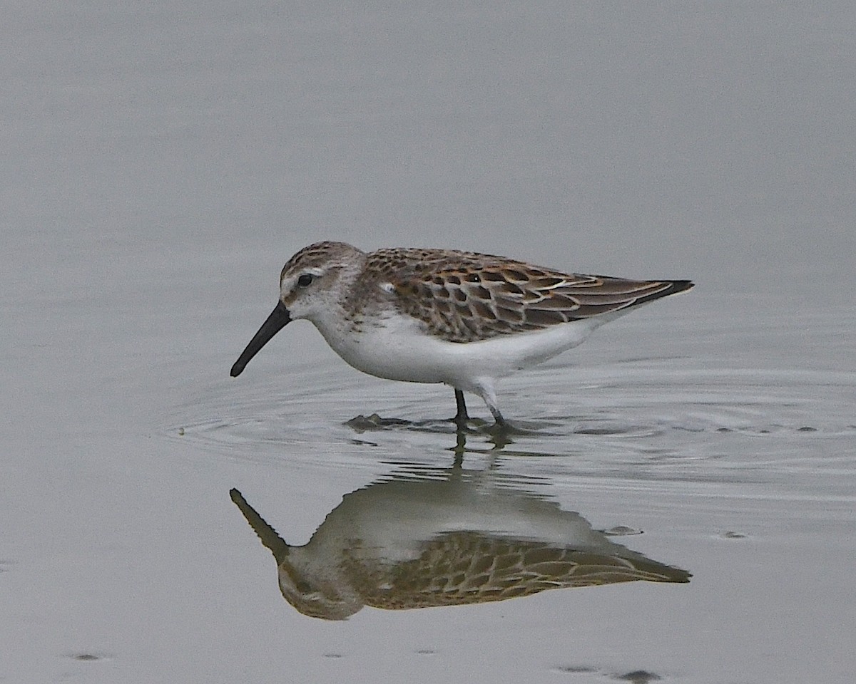 Western Sandpiper - ML623853219