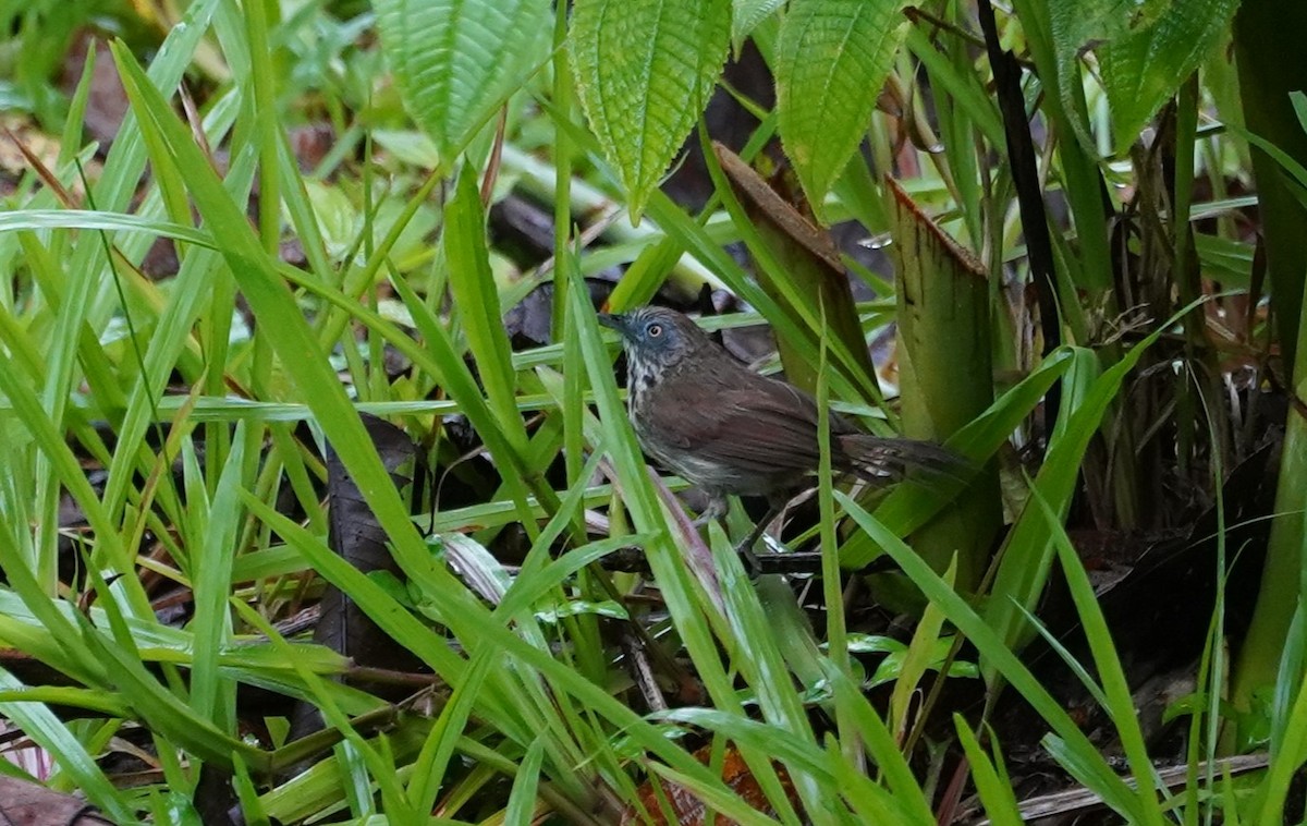 Bold-striped Tit-Babbler - ML623853220