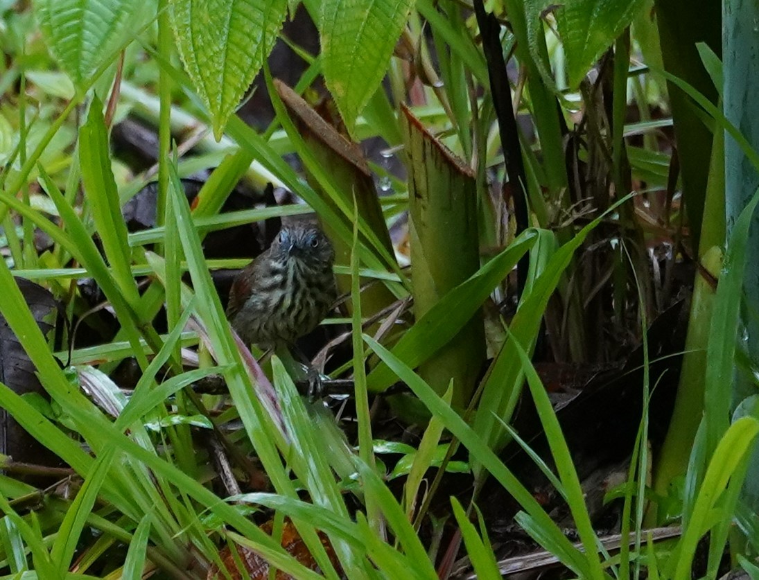 Bold-striped Tit-Babbler - ML623853221