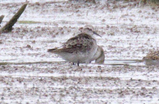 White-rumped Sandpiper - Edward Eder