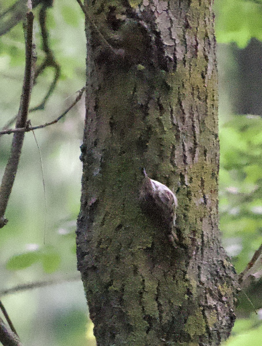 Short-toed Treecreeper - ML623853232