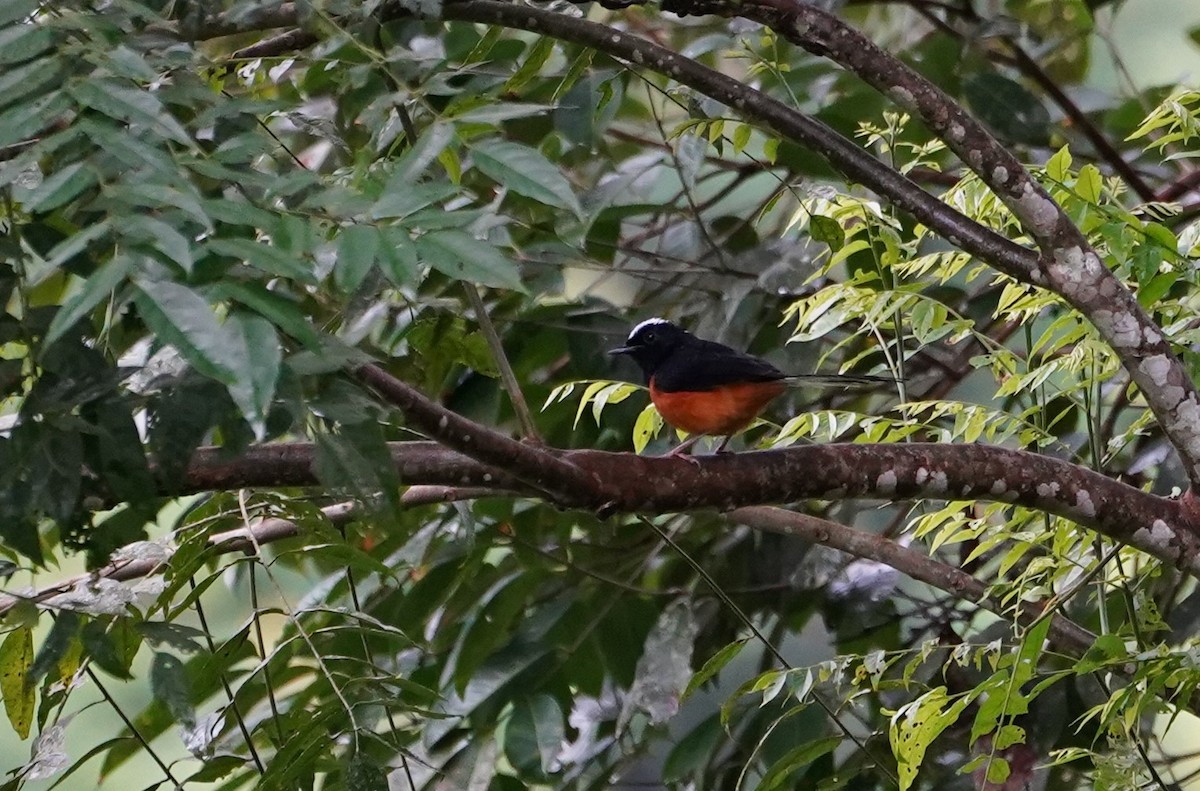 White-crowned Shama - ML623853245