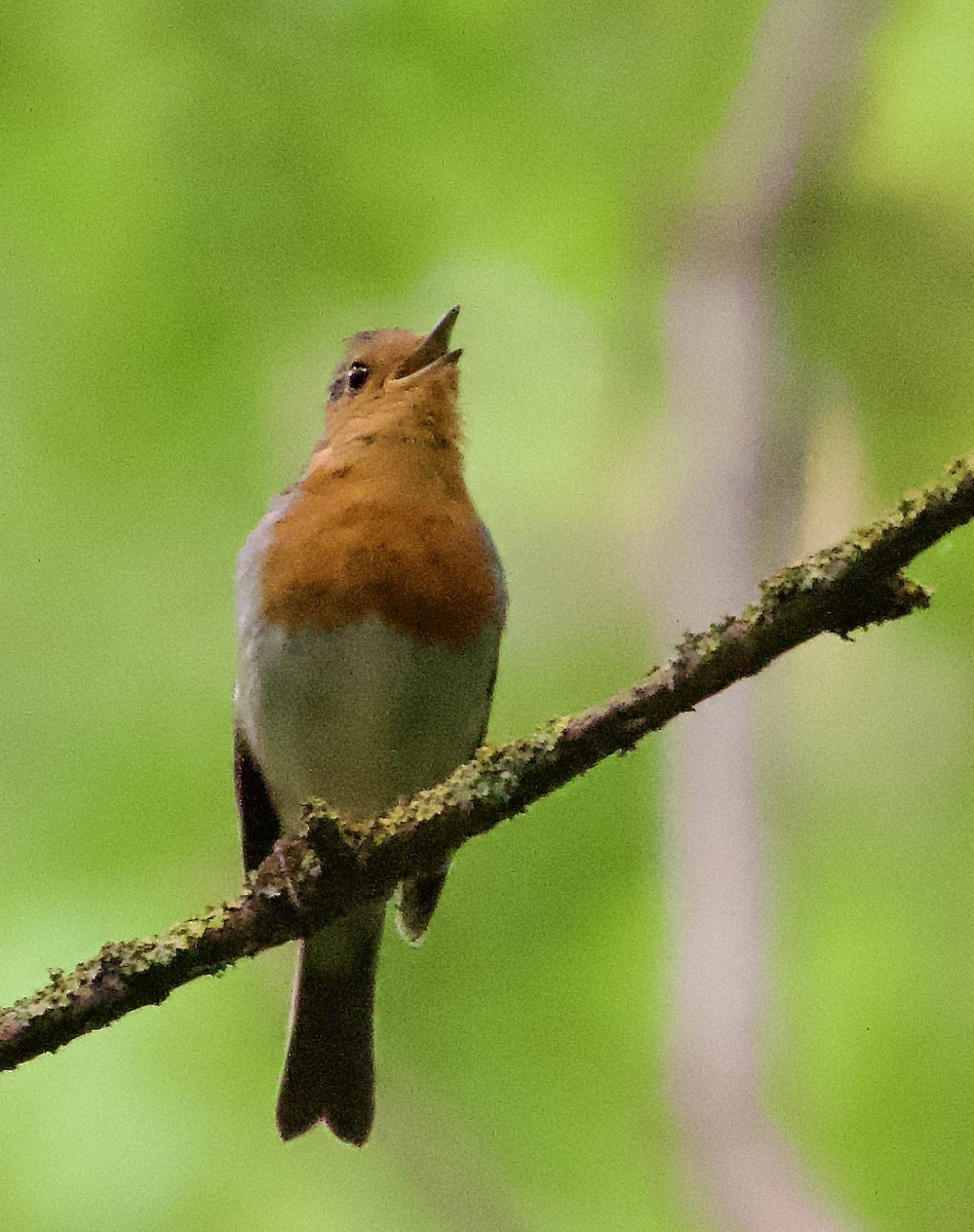 European Robin - ML623853251