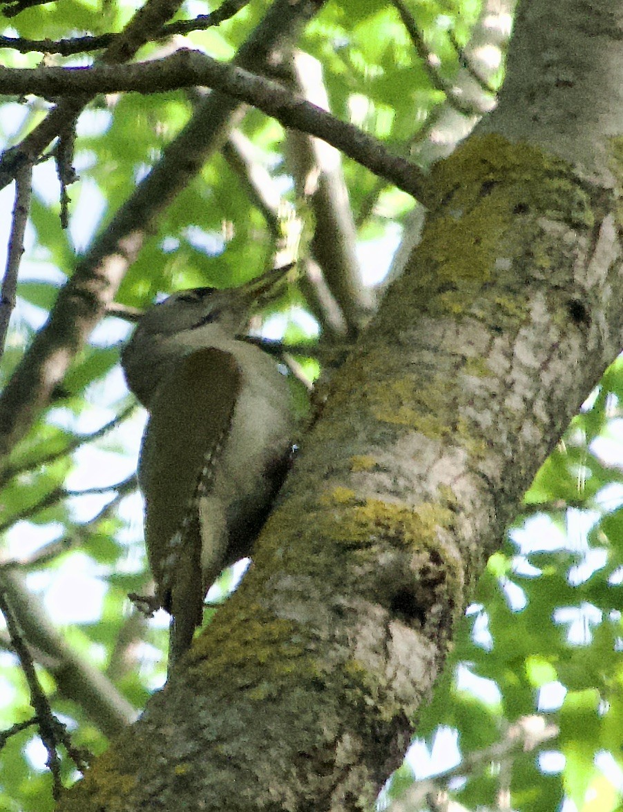 Gray-headed Woodpecker - ML623853255