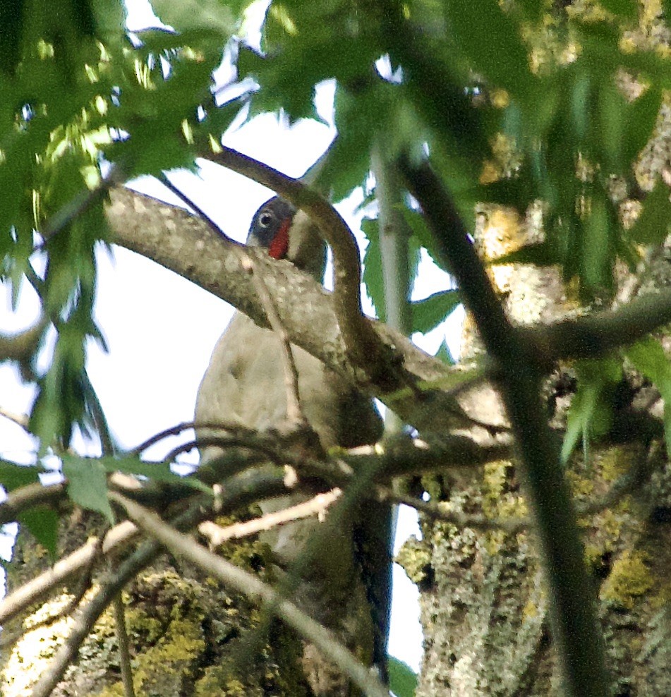 Eurasian Green Woodpecker - ML623853256