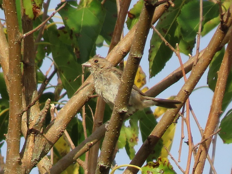 Indigo Bunting - Tracy The Birder