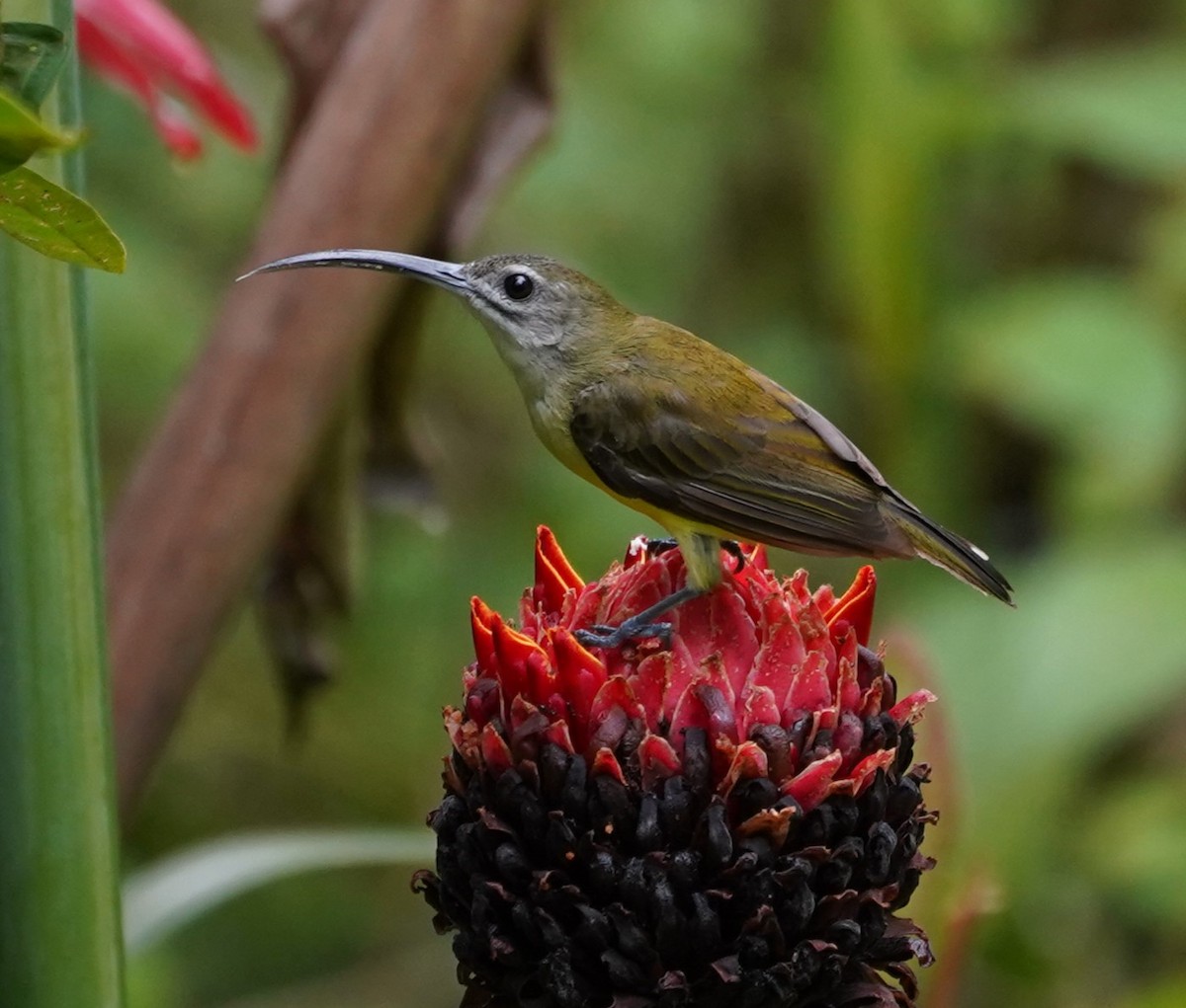 Little Spiderhunter - ML623853289