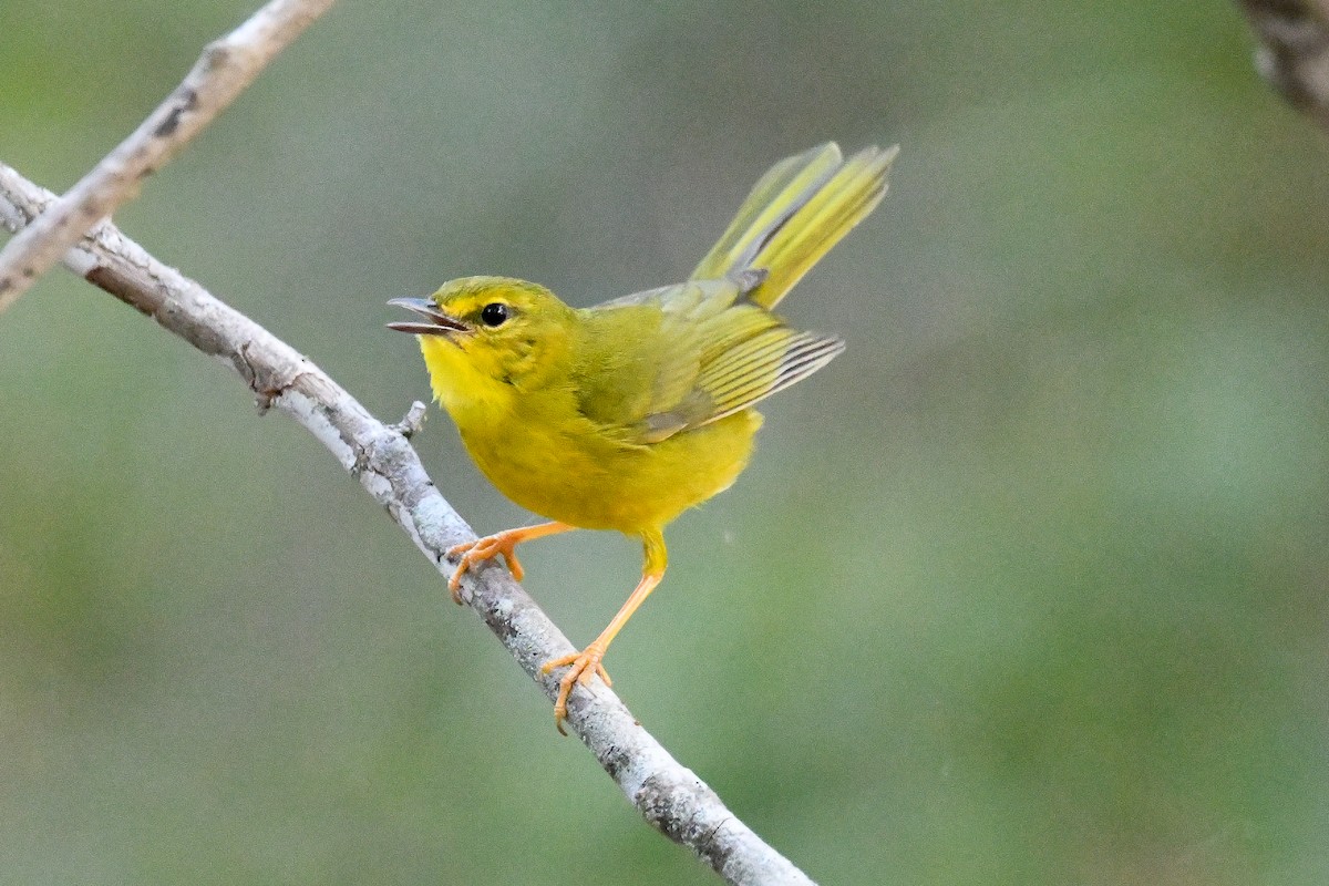 Flavescent Warbler - ML623853294