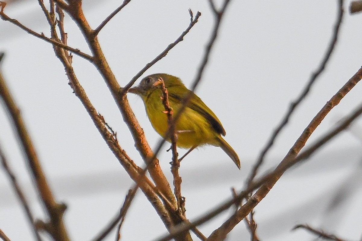 Stripe-necked Tody-Tyrant - ML623853297