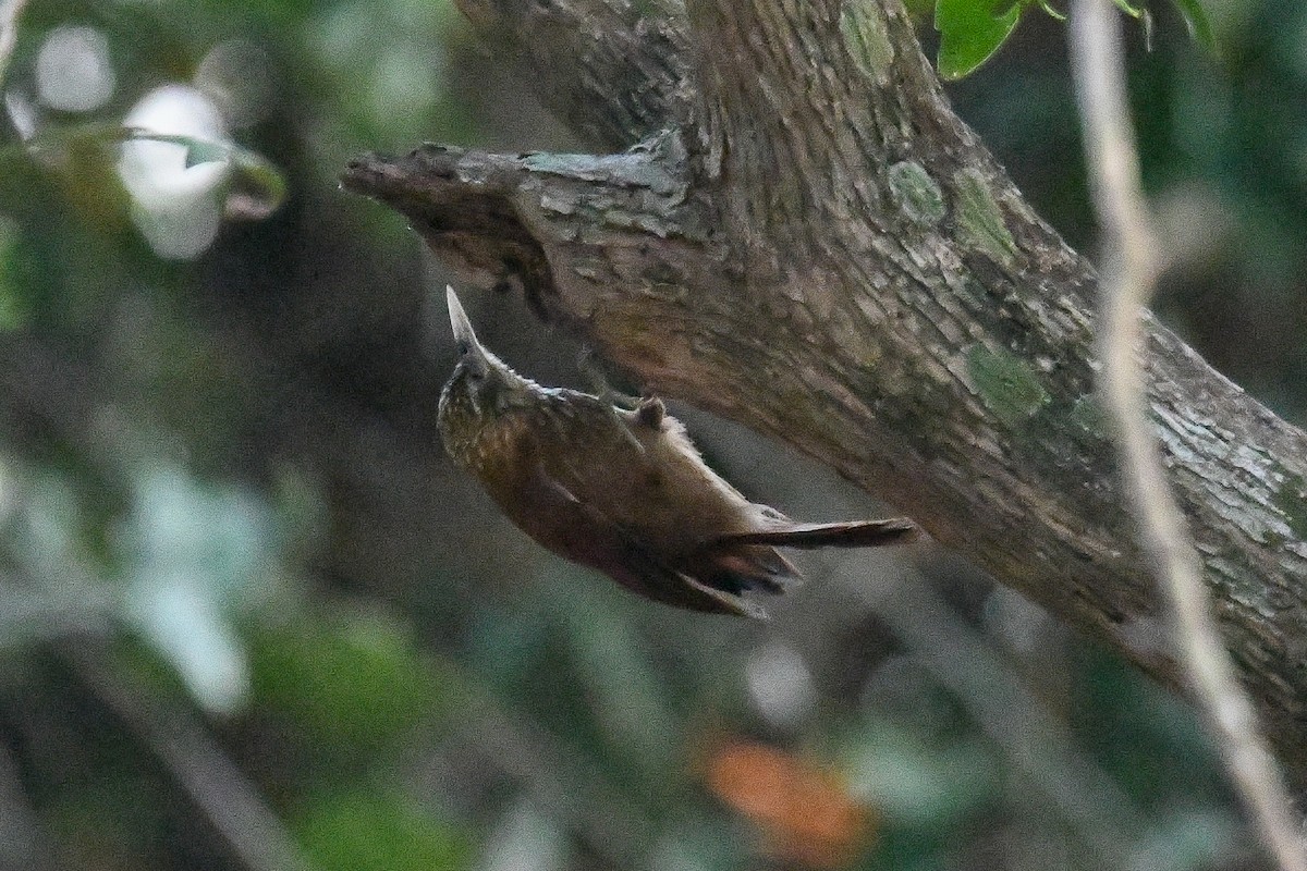 Straight-billed Woodcreeper - ML623853302