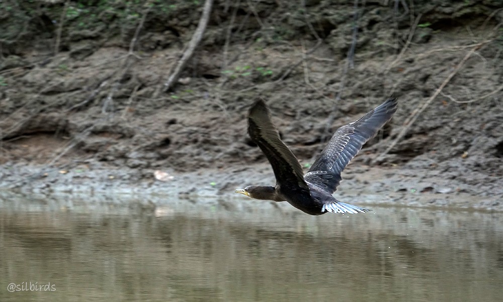eBird Checklist - 6 Sep 2024 - El Paso Ghisla--Casa de Pablo y ...
