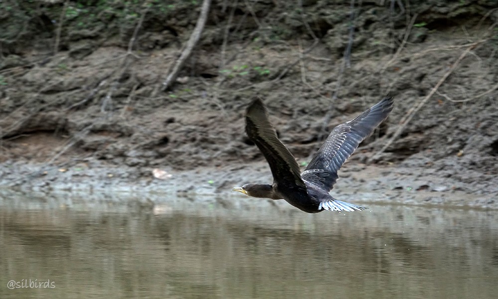 Neotropic Cormorant - ML623853332