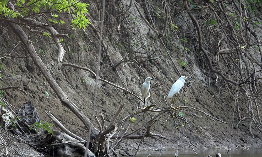 Snowy Egret - ML623853350