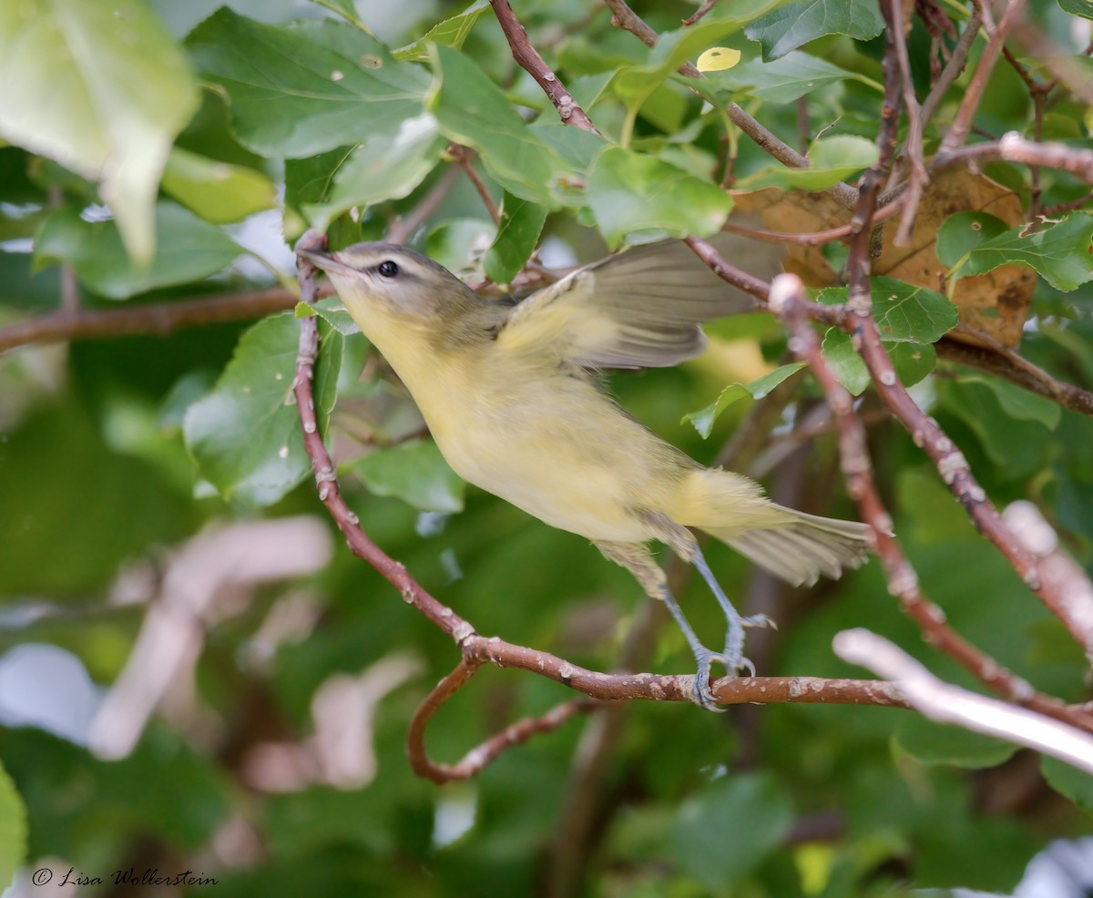 Philadelphia Vireo - ML623853365