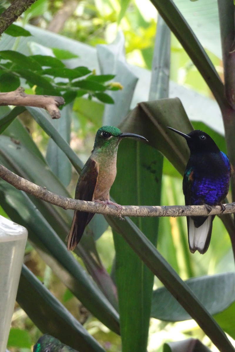 Fawn-breasted Brilliant - ML623853398